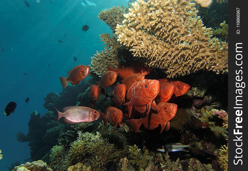 Coral Reef, Ecosystem, Reef, Marine Biology