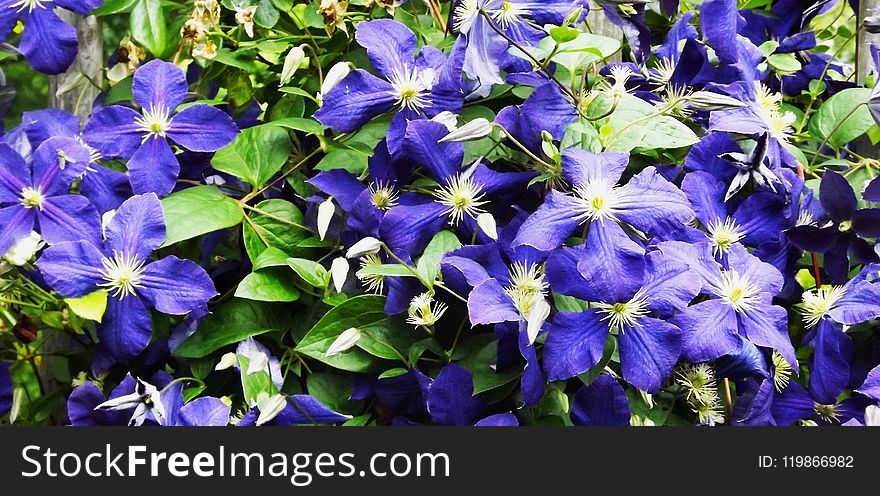 Flower, Plant, Blue, Flora