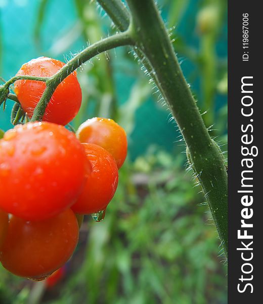 Natural Foods, Fruit, Tomato, Potato And Tomato Genus