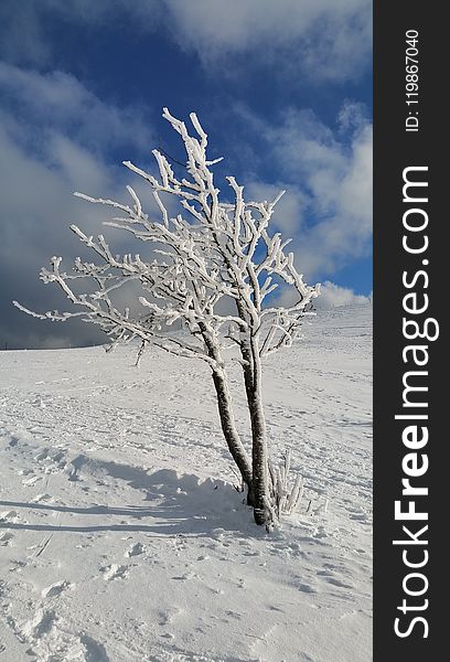 Sky, Winter, Snow, Tree