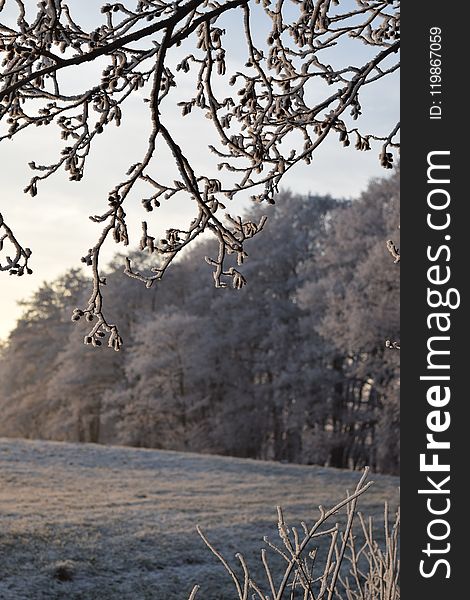 Branch, Tree, Frost, Winter