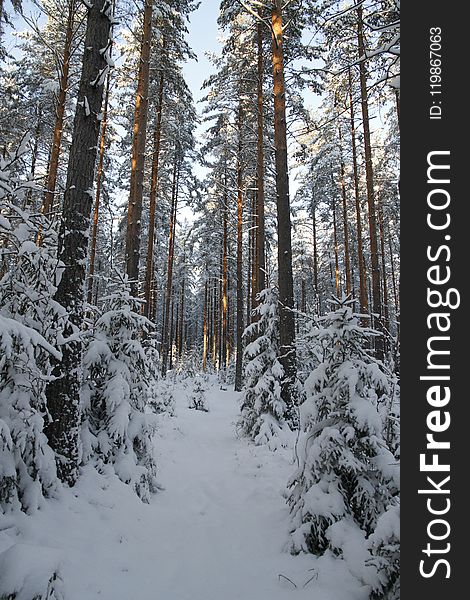 Snow, Winter, Ecosystem, Tree