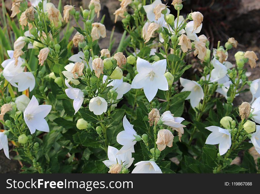 Plant, Flower, Flora, Bellflower Family