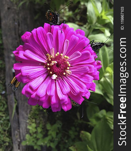 Flower, Flora, Purple, Plant