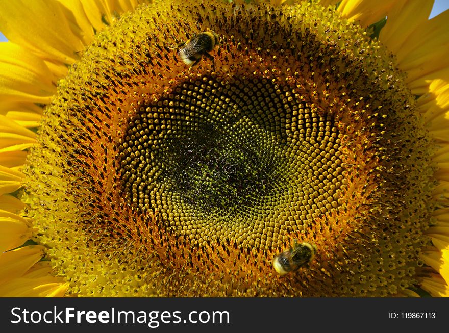 Sunflower, Flower, Yellow, Close Up