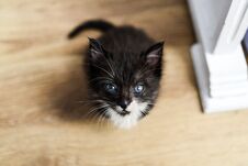 Little Sweet Black Kitten.Little Sweet Black Kitten. Royalty Free Stock Image