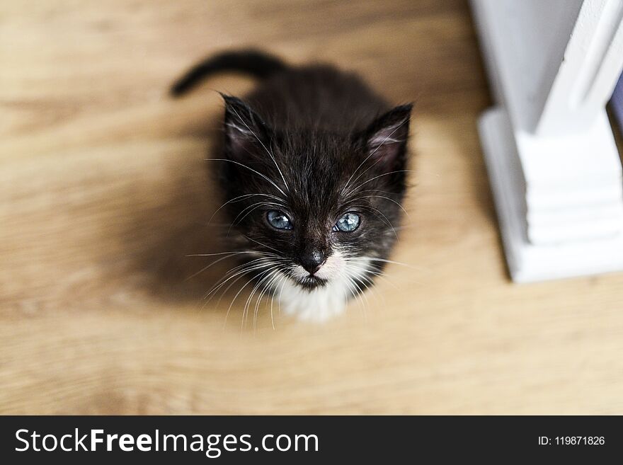 Little sweet black kitten.Little sweet black kitten.