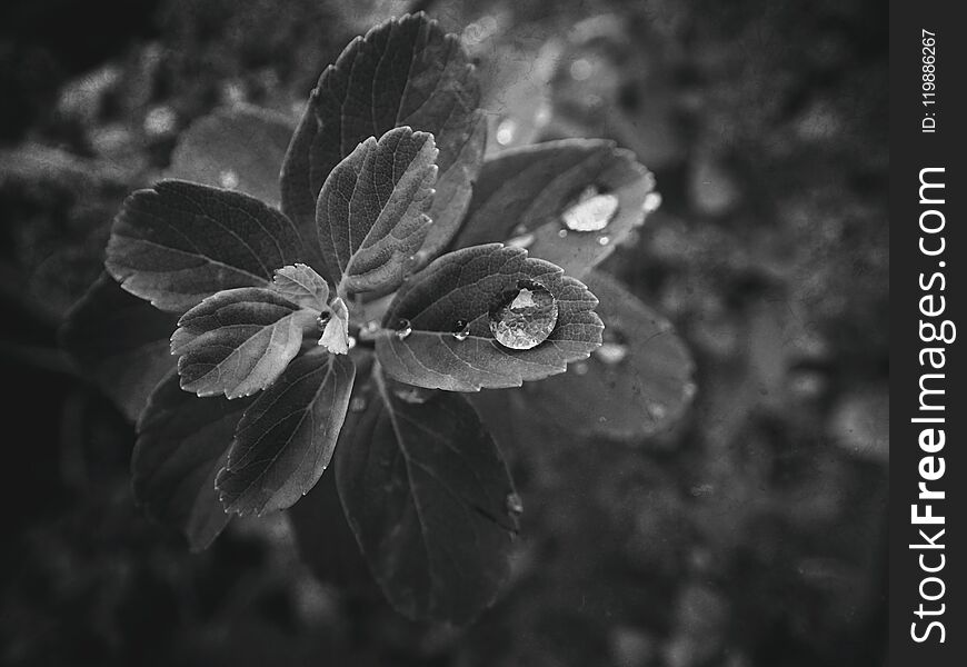 summer plant with raindrops on the leaves monochrome