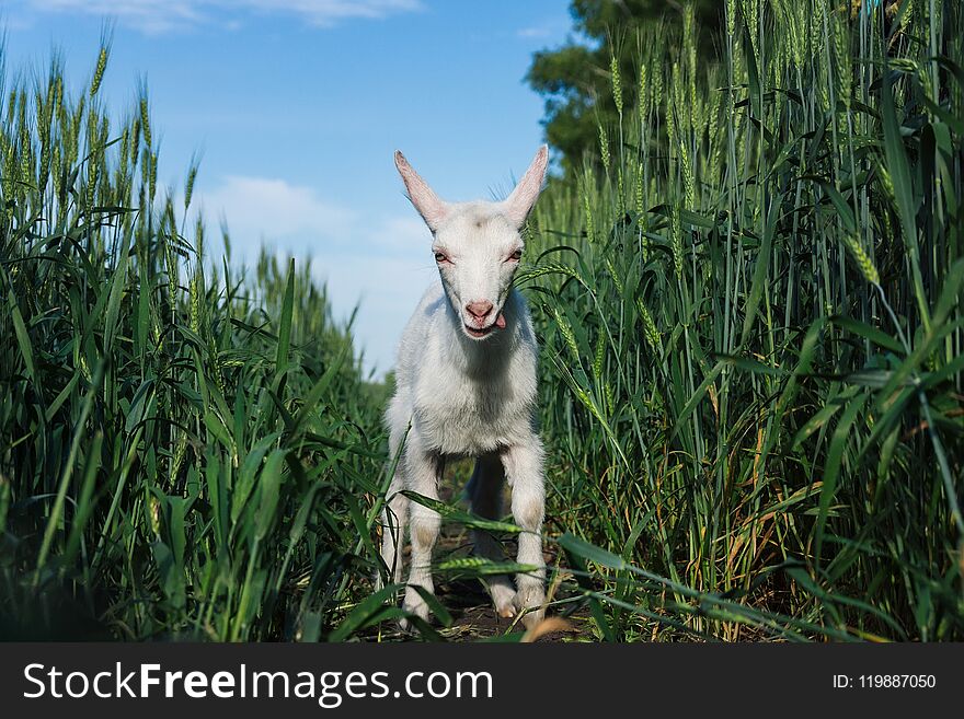 Goat in a field of wheat