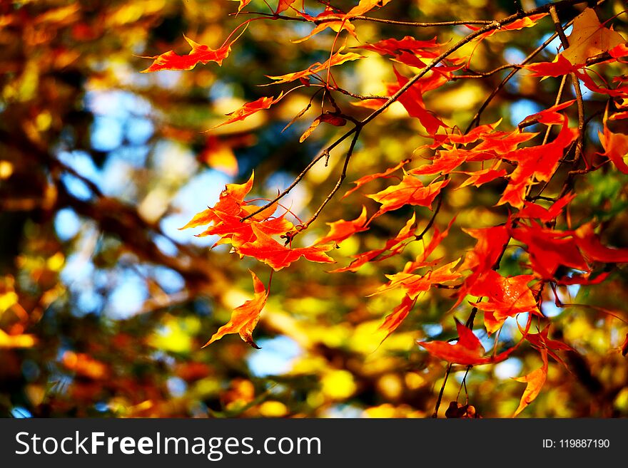 Red Maple Leaf In Beijing Olympic Forest Park