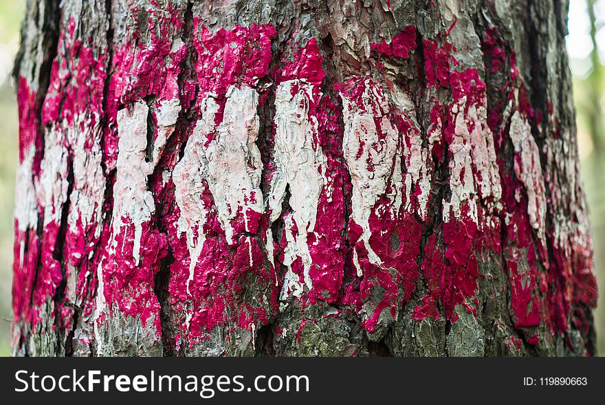 Red and white paint on the bark of a tree / Print on wood with color paint