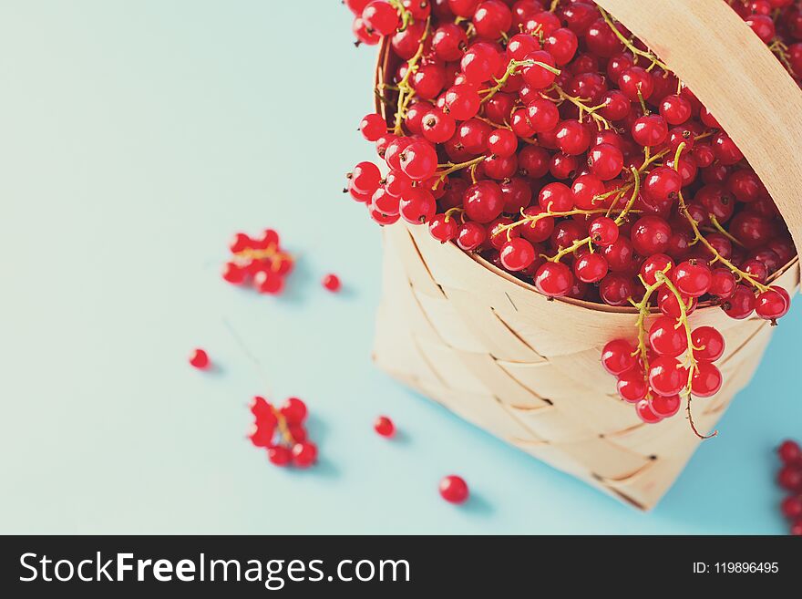 Woman hand holding wooden basket with red currants on blue background. Summer harvest. Healthy eating concept.