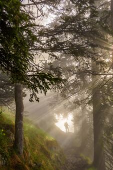 Hiker Walks In The Sunlit Forest Royalty Free Stock Photos