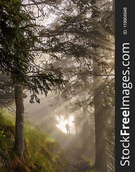 Hiker walks in forest with a lot of sunrays. Hiker walks in forest with a lot of sunrays