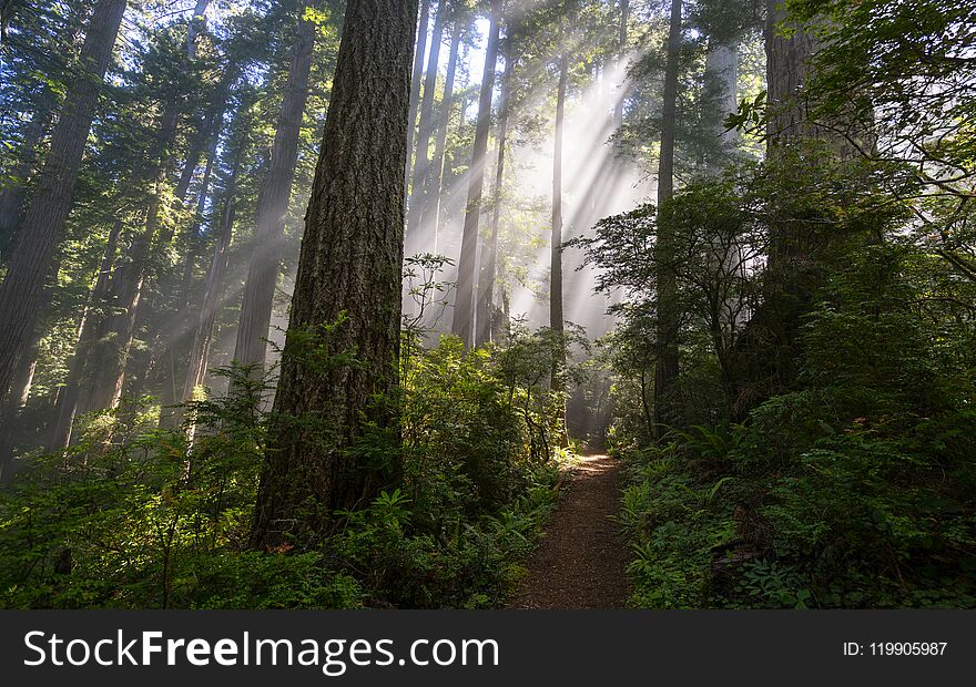 Del Norte Coast Redwoods State Park Is one of the most beautiful places with giant trees covered with fog. Del Norte Coast Redwoods State Park Is one of the most beautiful places with giant trees covered with fog.