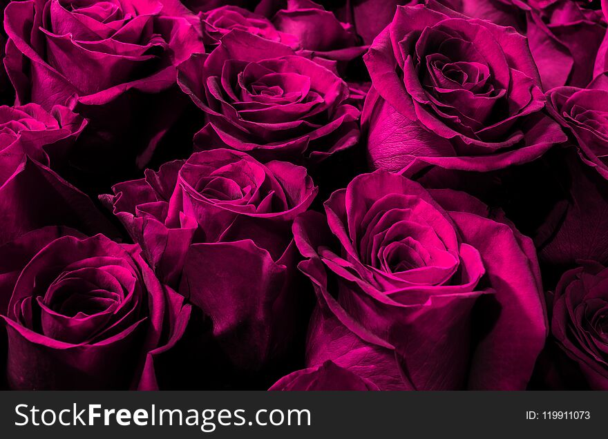 Purple, pink roses