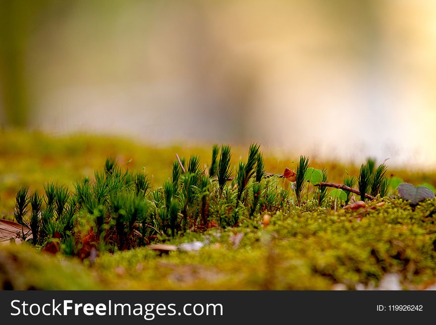 Selective Focus Photo of Green Grasses