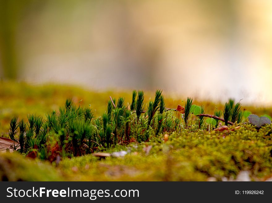 Selective Focus Photo Of Green Grasses