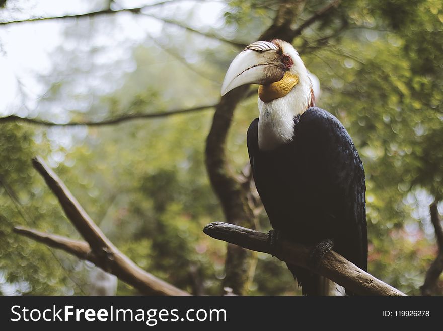 Photo of a Black and White Wreathed Hornbill Perched on a Branch.