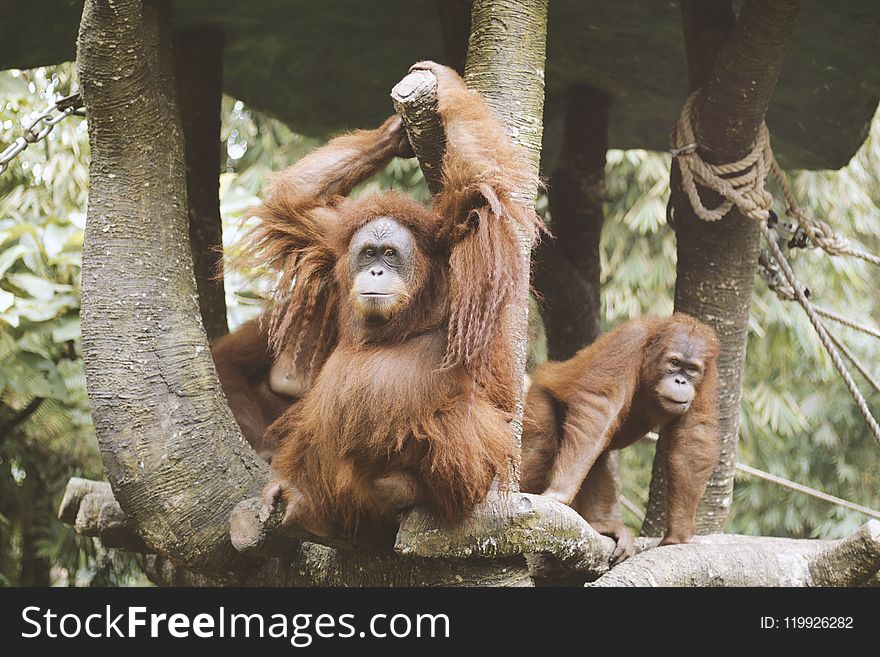 Group Of Orangutan