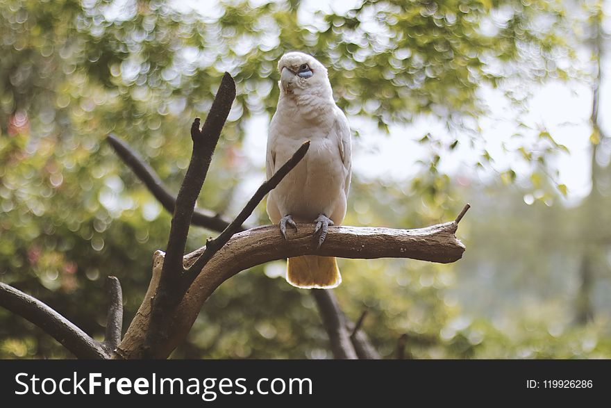 White Bird Stand on Branch of Tree