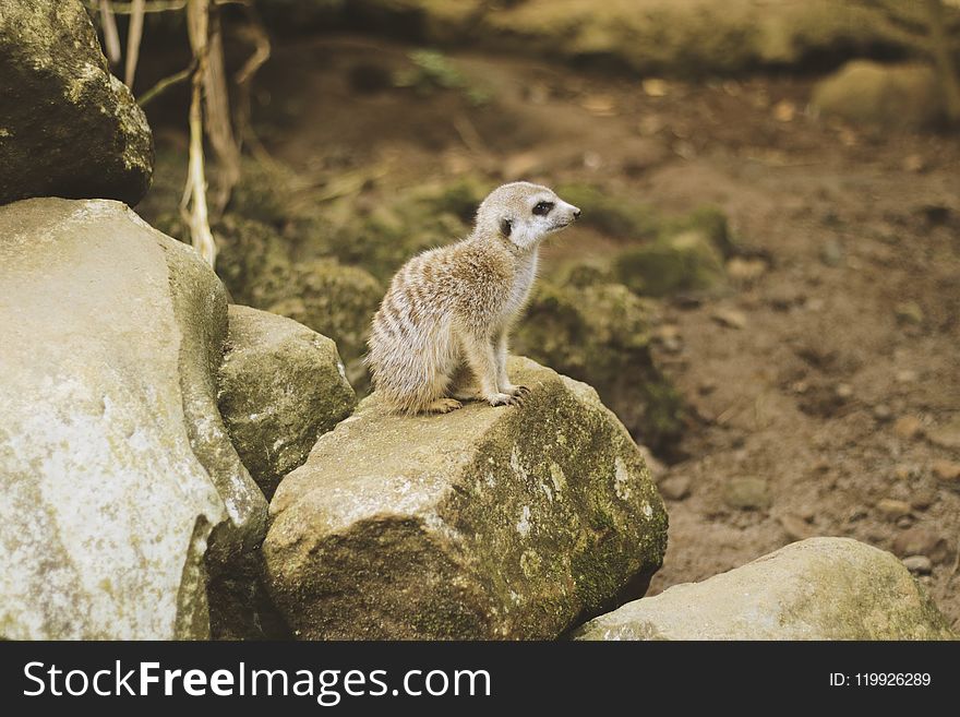 Photo of Brown Meerkat on a Rock.