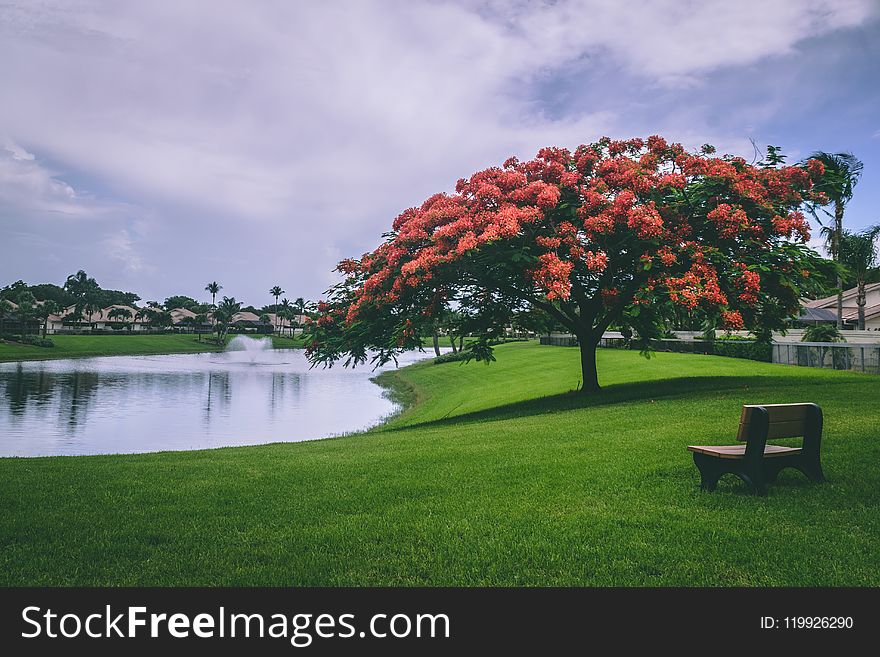 Photo of Red Flowering Trees Beside Body of Water