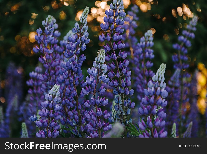 Hyacinth Buds