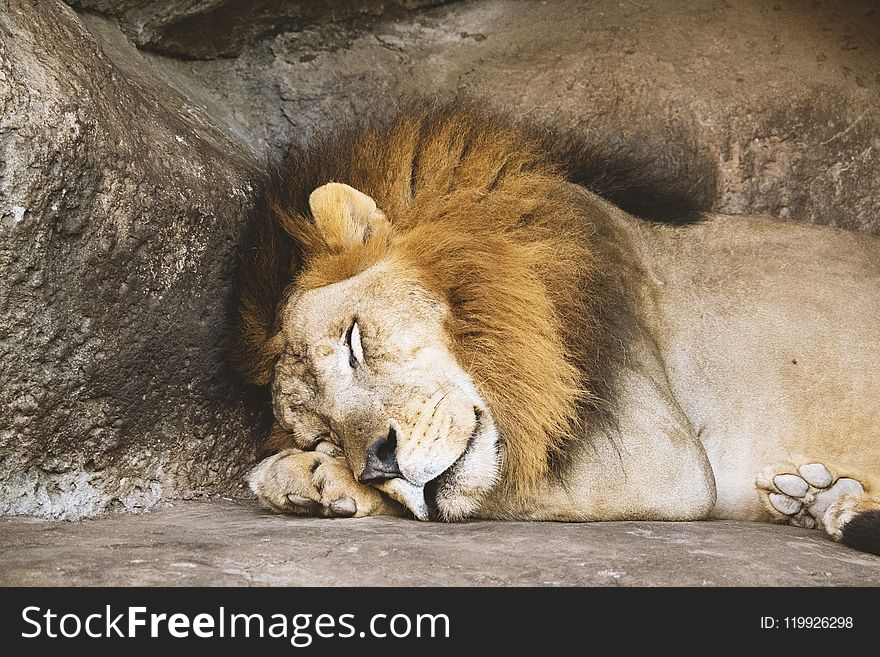Lion Sleeping Beside Rock
