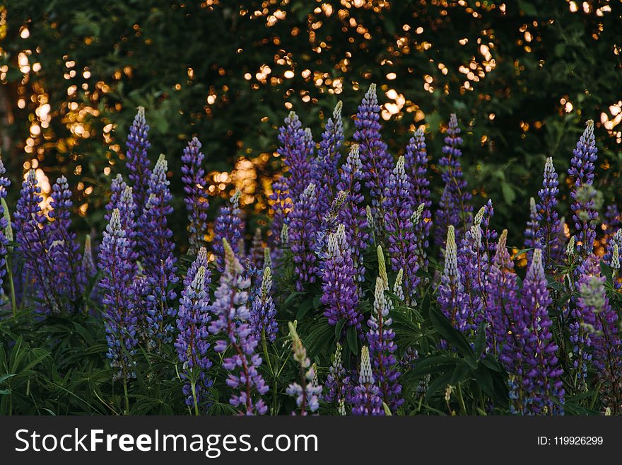 Purple Flower Field