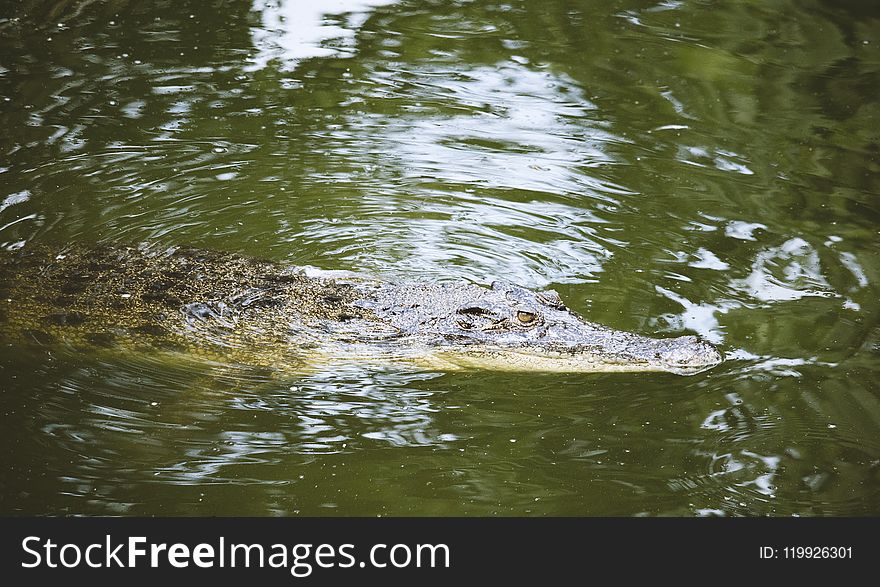 Photo of Crocodile in Water.