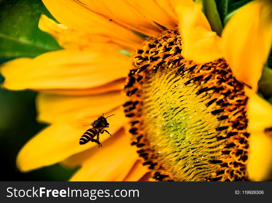 Shallow Focus Photography Of Honey Bee
