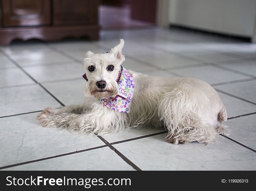 Long-coated Dog On White Floor Tiles