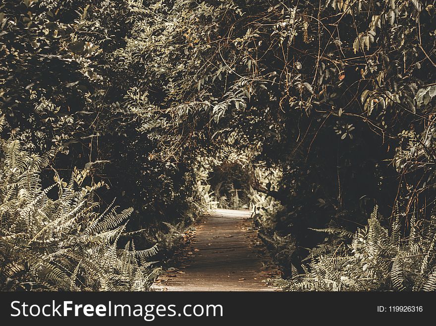 Silhouette Photography of Tree Tunnel