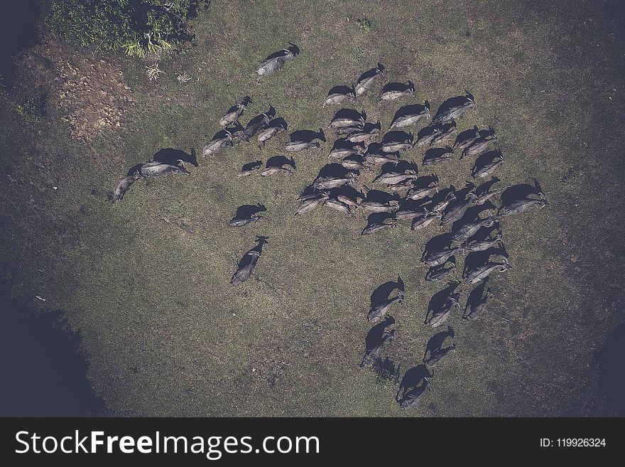 Aerial, Shot, Animals