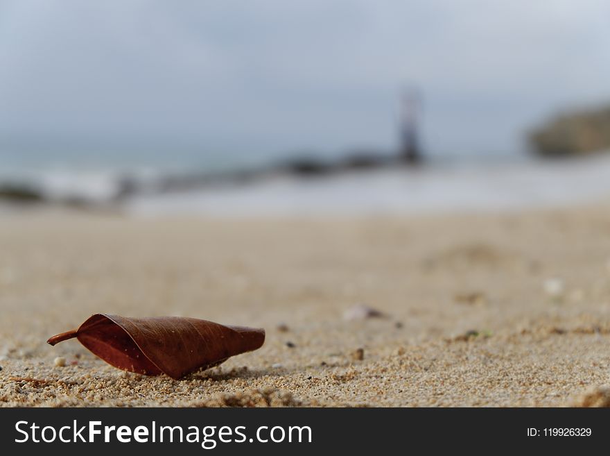 Dry Leaf On Sand