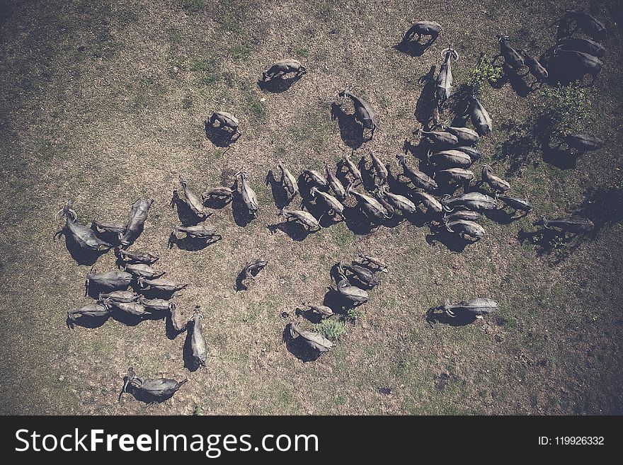 Aerial, Shot, Animals