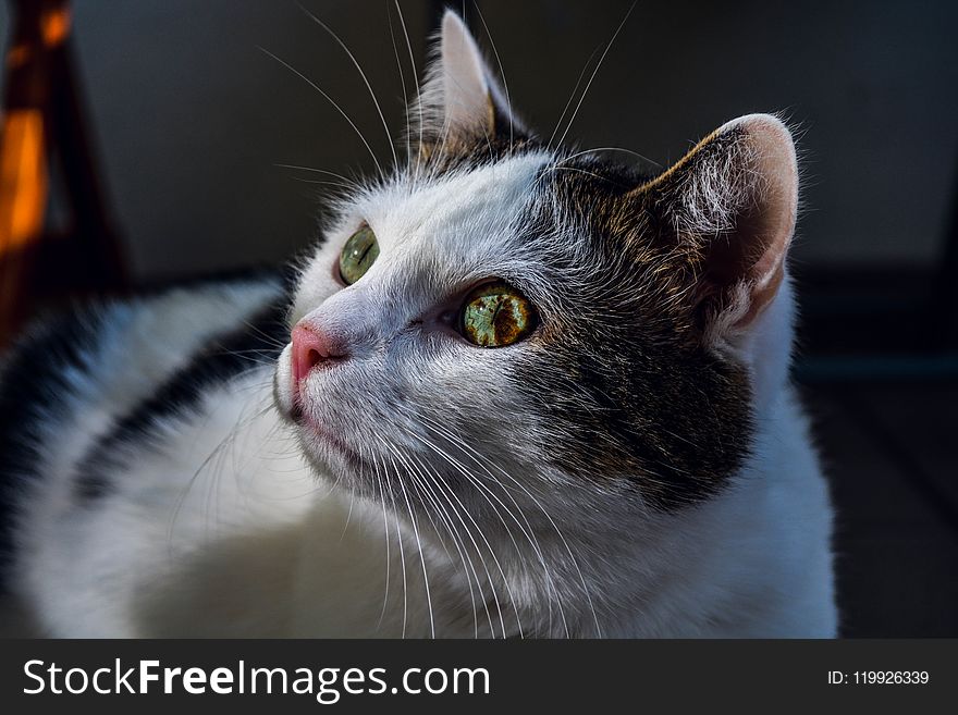 Shallow Focus Photography of White And Black Cat