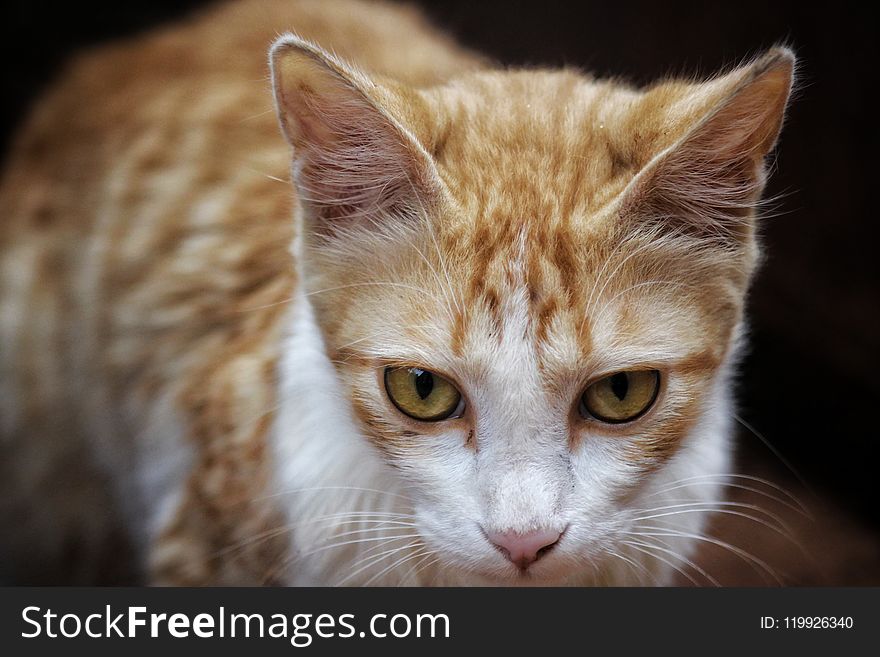 Shallow Focus Photography of Orange Tabby Cat