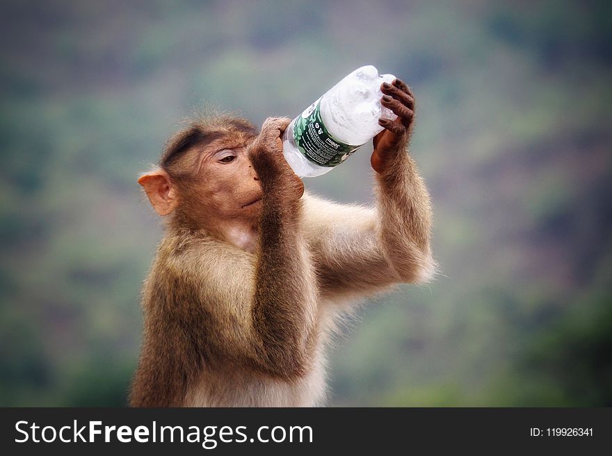 Primate Holding Clear and Black Labeled Bottle