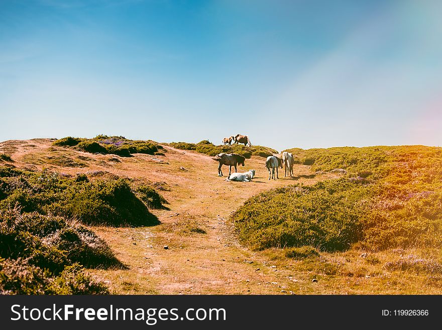 Horses On The Hill