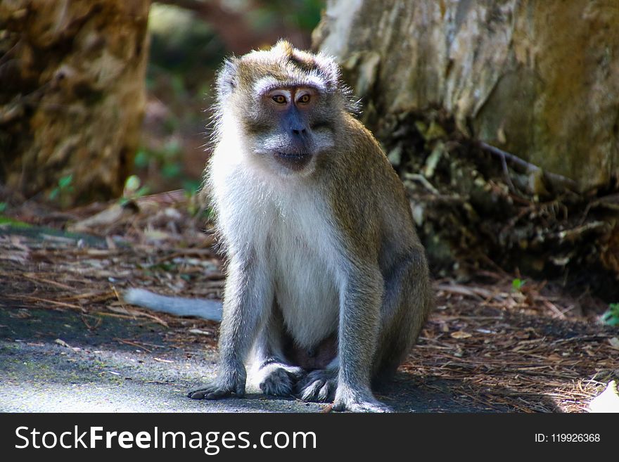 Brown and White Monkey