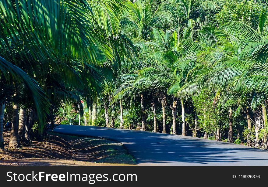 Gray Concrete Road Between Green Palm Tress