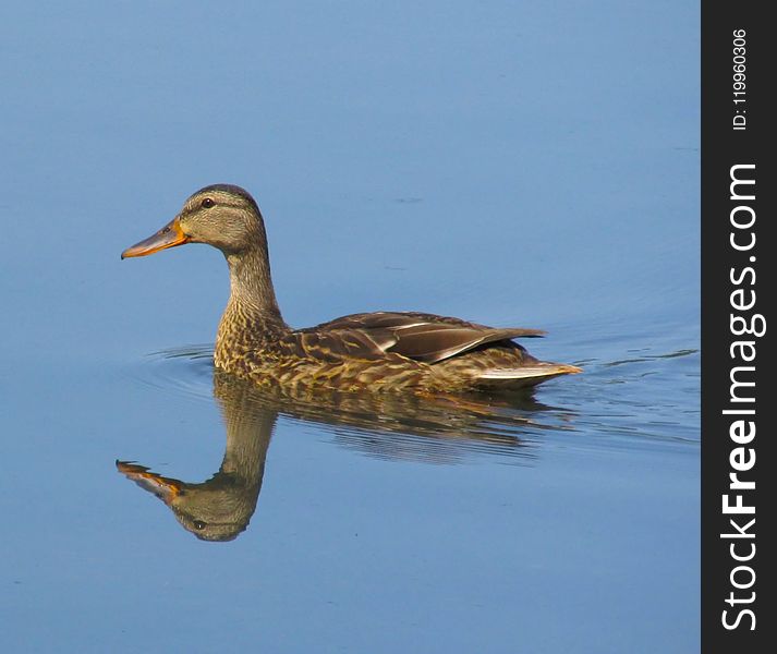 Bird, Duck, Water Bird, Ducks Geese And Swans