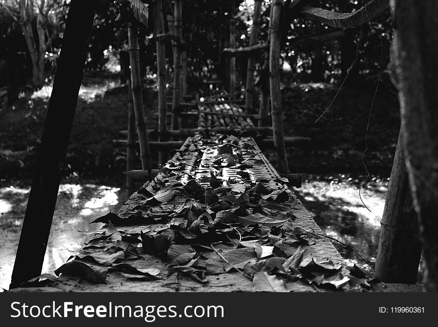 Black And White, Tree, Monochrome Photography, Branch