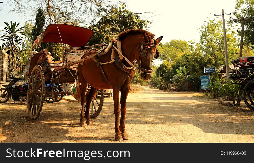 Carriage, Horse And Buggy, Chariot, Cart