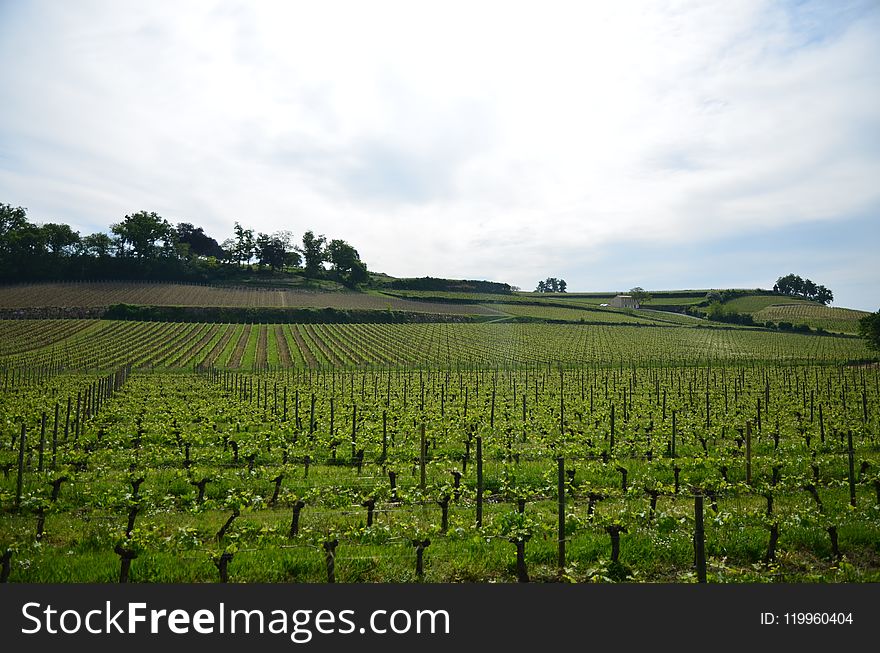 Agriculture, Field, Vineyard, Sky
