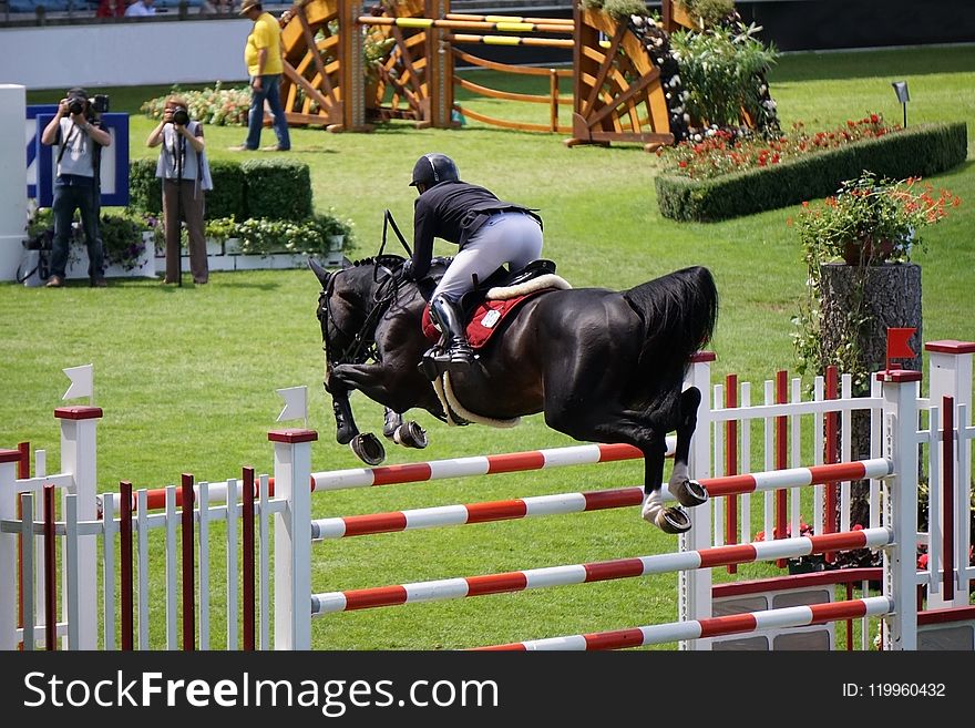 Show Jumping, Horse, English Riding, Equestrianism