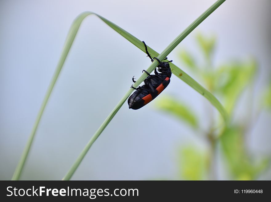 Insect, Macro Photography, Invertebrate, Beetle