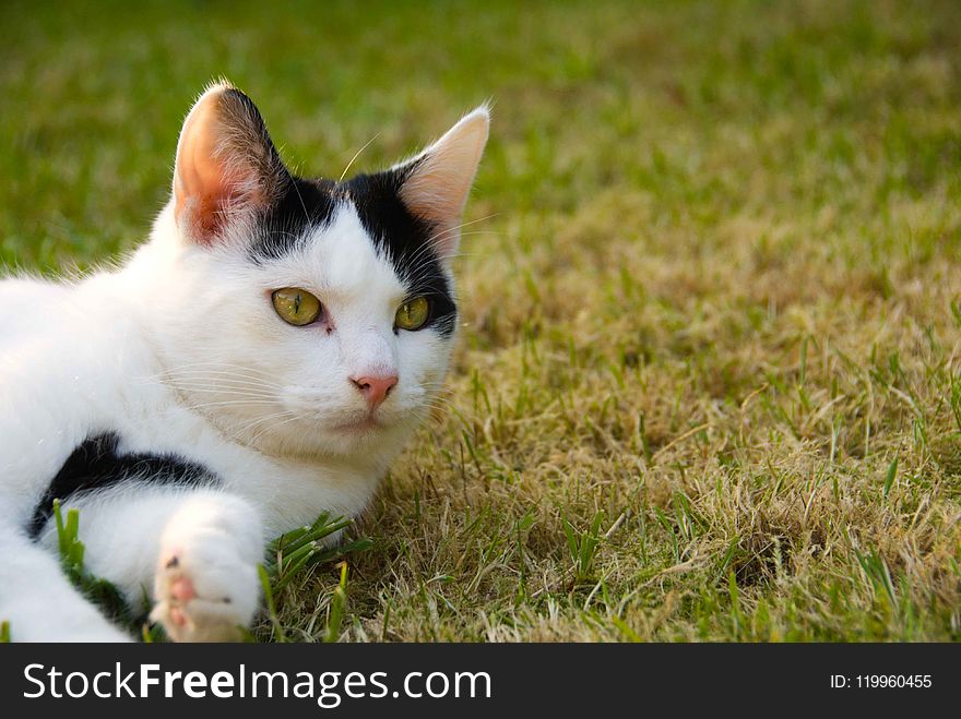 Cat, Fauna, Whiskers, Small To Medium Sized Cats